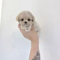 پودل poodle عروسکی مالتیپو