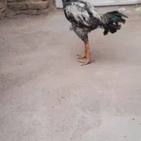 لاری خروس
