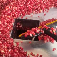 انار دون کن اناردانه کن ابگیری انار|خدمات باغبانی و درختکاری|قم, شهرک فاطمیه|دیوار