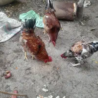 خروس جوان|حیوانات مزرعه|رامیان, |دیوار