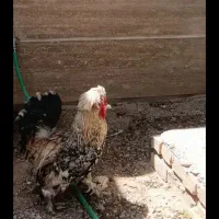 خروس تزئینی