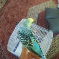 مرغ عشق|پرنده|زنجان, |دیوار
