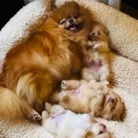 توله سگ پامر کوچولو دو ماه ۱۰ م|سگ|تهران, چیتگر جنوبی|دیوار