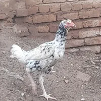 مرغ لاری ترکیه