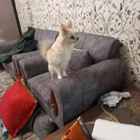 پامرین روباهی|سگ|فردیس, فردیس|دیوار