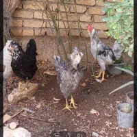 مرغ و خروس