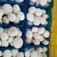 فروش قارچ دکمه ای