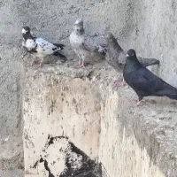 کبوتر|پرنده|قشم, |دیوار