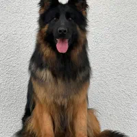 سگ ژرمن نر جهت کشش