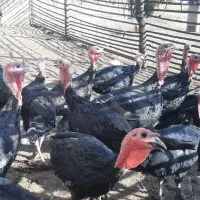 باسلام، بوقلمون نر و ماده چاق اورگانیک درچگنی|حیوانات مزرعه|چگنی, |دیوار