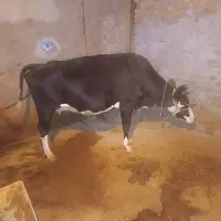 گاو جوان|حیوانات مزرعه|بیرانوند, |دیوار