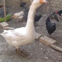 معاوضه قو غاز با اردک اسرائیلی