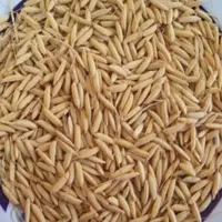 فروش مقداری چلتیک برنج فجر