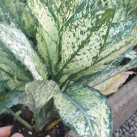 فروش عمده زاموفیلیا بلک|گل و گیاه طبیعی|قائمشهر, |دیوار