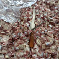 فروش سنگدان مرغ گوشتی