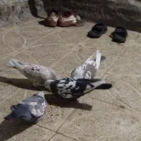 کفتر|پرنده|دورود, |دیوار