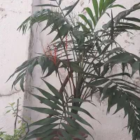 اشانتیون گل|گل و گیاه طبیعی|بابل, |دیوار