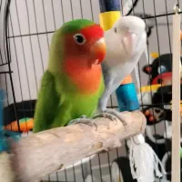 طوطی برزیلی (کوتوله برزیلی)