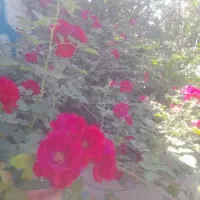 باغ ویلا درحصارمهتر بین رباط کریم و شهریار|فروش خانه و ویلا|رباط‌کریم, حصار مهتر|دیوار