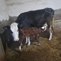 گاو گوساله