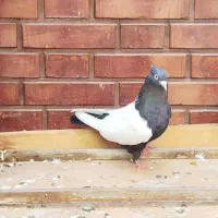 کبوتر سینه ای|پرنده|اهواز, امانیه|دیوار