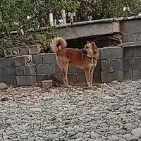 سگ نگهبان