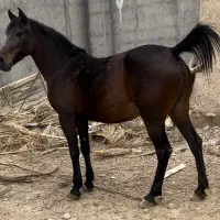 فروش مادیون ترکی ۷ساله