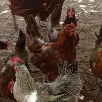 مرغ و خروس