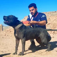 سگ پیتبول امریکن بولی