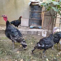 فروش ۲ عدد بوقلمون