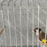 ۵ تا سهره و سهره قناری همه بخون، جفتی|پرنده|مشکین‌دشت, |دیوار