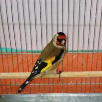 سهره نر طوق دار بخون|پرنده|تهران, والفجر (افسریه)|دیوار