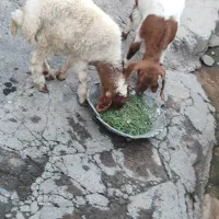 بزغاله ماده|حیوانات مزرعه|ایوان, |دیوار