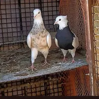 ماده طوق سیاه