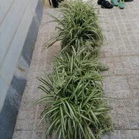 باغچه گل گندمی|گل و گیاه طبیعی|تهران, مینای جنوبی|دیوار