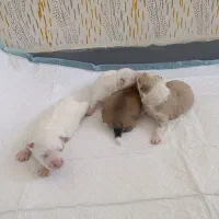 مالتیز ماده و توله