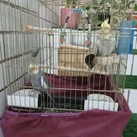 فروش جفت عروس هلندی|پرنده|شوش, |دیوار