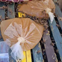 زنبور عسل کردوان