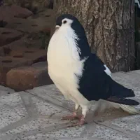 کفتر|پرنده|نیشابور, بنیاد شهید|دیوار