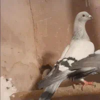 شامی ماده کفتر