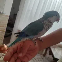 راهب