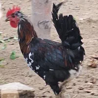 خروس|حیوانات مزرعه|ازنا, |دیوار