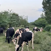 فروش گاو. و کوساله|حیوانات مزرعه|فومن, |دیوار