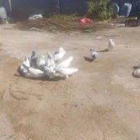 کبوتر تهرانی