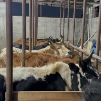 ۵ تا گاو حامله ۳ تا لیشه ۳تا ورزا کوله چالوسی مدیر