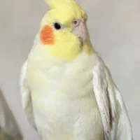 عروس هلندی ماده