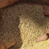 بذر درجه یک شرطی میدم . توم|گل و گیاه طبیعی|شاهیوند, |دیوار