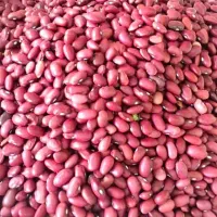 لوبیا قرمز درجه یک بذری گلپایگان