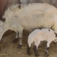 میش و بره