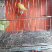 قناری ماده|پرنده|شهرضا, |دیوار